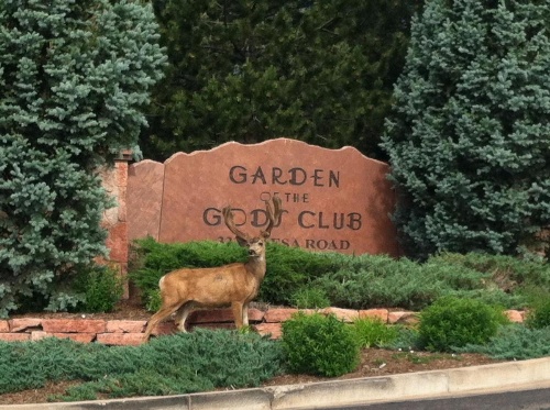 Garden Of The Gods Club And Resort image 34