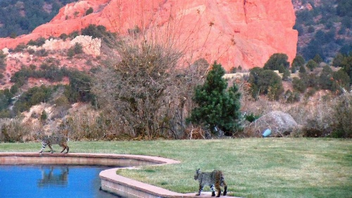 Garden Of The Gods Club And Resort image 36