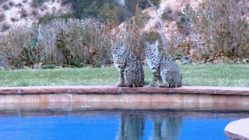 Garden Of The Gods Club And Resort image 37